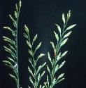 seafflosmeadowgrass