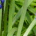 bluebellffolbritishflora