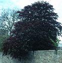 copperbeechffor