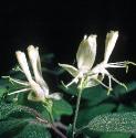 flyhoneysucklefflos