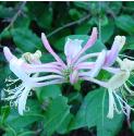 honeysucklefflo2britishflora