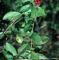 honeysuckleffor