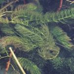 pspinelessfolhornwort