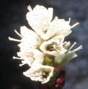 alpinefflobistort