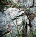 alpinefflosbistort
