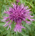 pgreaterfloknapweed