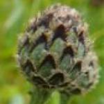 pgreaterflo2budcknapweed