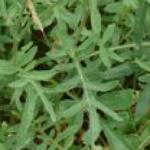 pgreaterfolknapweed