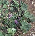 commonffolmallow