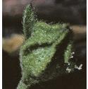 dwarffflobudcmallow