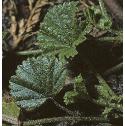 dwarfffolmallow