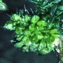 fsmallflobudcnettle