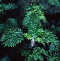 fsmallfolnettle