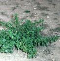 fsmallfornettle