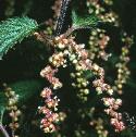 fstingingflosmalenettle