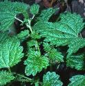 fstingingfolnettle