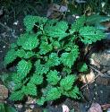 fstingingfornettle