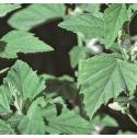 marshffolmallow