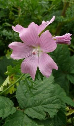 muskfflomallowbritishflora