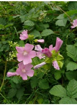 muskfformallowbritishflora