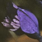 pchalkflogentianmilkwort