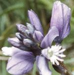 pchalkflo1milkwort