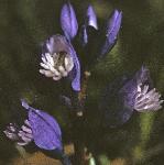 pchalkflosgentianmilkwort