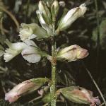 pchalkflos1milkwort