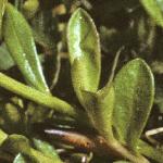 pchalkfol2milkwort