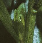 pcommonflobudcmilkwort