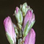 pcommonflobudomilkwort