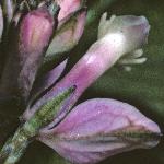 pcommonflojuvmilkwort