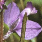 pcommonflo1milkwort