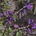pcommonflos1milkwort