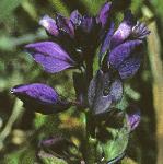 pcommonflos2milkwort