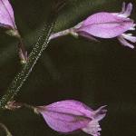 pcommonflos3milkwort