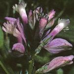 pcommonflos4milkwort