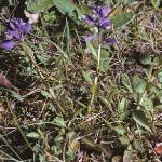 pcommonfor1milkwort