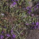 pcommonfor2milkwort