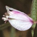 pheathflo1milkwort