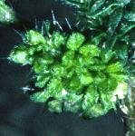 psmallflobudcnettle