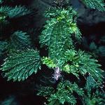 psmallfol1nettle