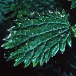 psmallfol2nettle