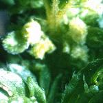 psmallfrunettle
