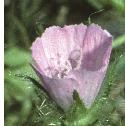 roughfflo1mallow