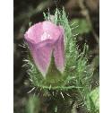 roughfflo2mallow