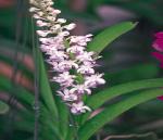 flower_tower_picture