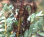 flower_tower_picture