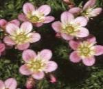 flower_tower_picture