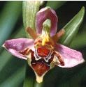 beefflo2orchid